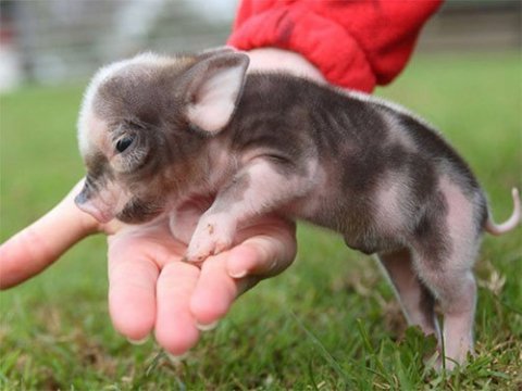 micropig 500x375