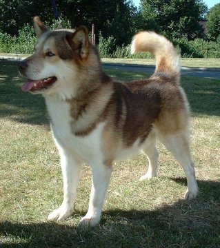 Greenland Dog