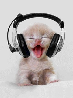 Music cat