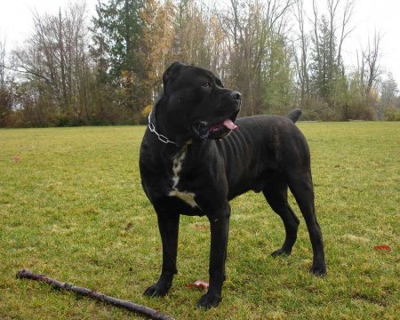 1.cane-corso-for-a-walk