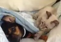 Cat vs Dog