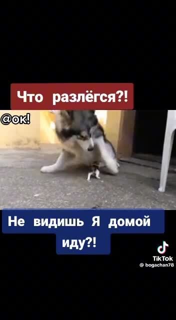 Что разлегся?!