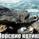 Морские котики. 5с.