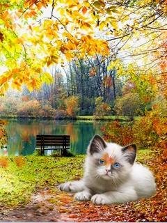 cat autumn leaves