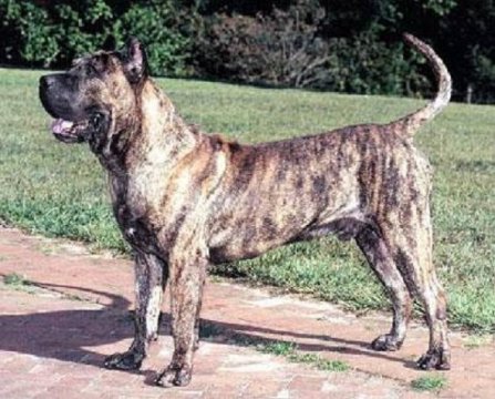 Dogo Canario