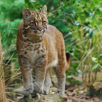 Asian Golden cat