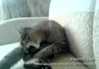 cat fell out with his own paws (кот в сс