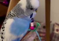 peanutthecrazybudgie 2776548105375092271