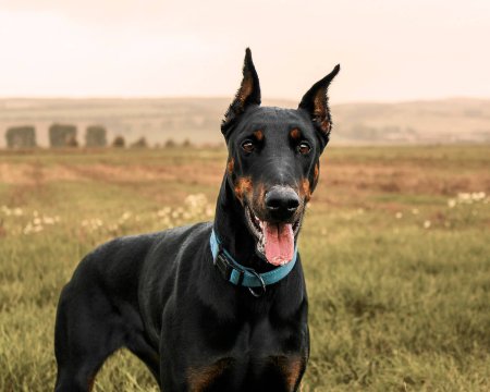 Doberman pinscher