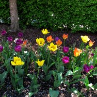 Spring-tulips-colors-vesna-tiulpany