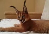 Beautiful caracal cat Красивая кошечка каракал