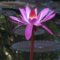 Deep-Puple-Water-Lily