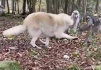 Видео, которое демонстрирует, насколько волки и собаки похож