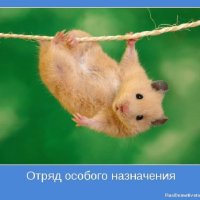 Отряд особого назначения