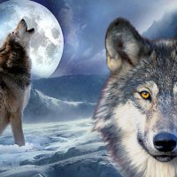 wolf-moon-hd-wallpaper-high-resolution-5euc61