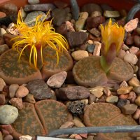 Lithops lesliei