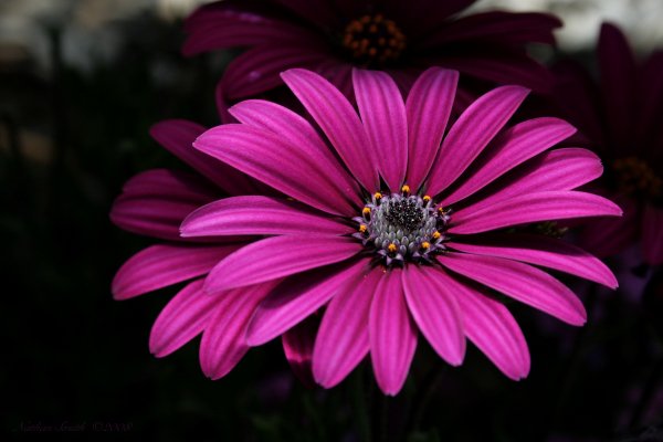 Flowers-dark-pink-cvety