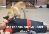 Собака делает искуственное дыхание