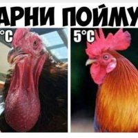 ещё как поймут)))