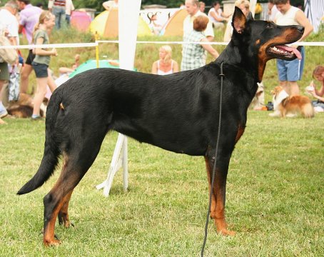 Owczarek francuski beauceron 009pl