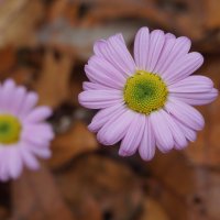 Flowers-pink-bokeh-cvety