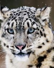 snowleopard