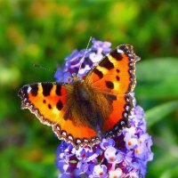 Spring-butterfly-flower-vesna-babochka-makro-tsvety-macro