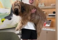 (mrbeast-ютуб)Holding Bigger And Bigger Dogs