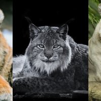 Обои-3x1-(720x320)-Big-cats