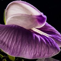 small-flower-flower-violet-purple-preview