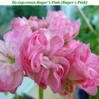 Пеларгония Ragers Pink (Rager s Pink)