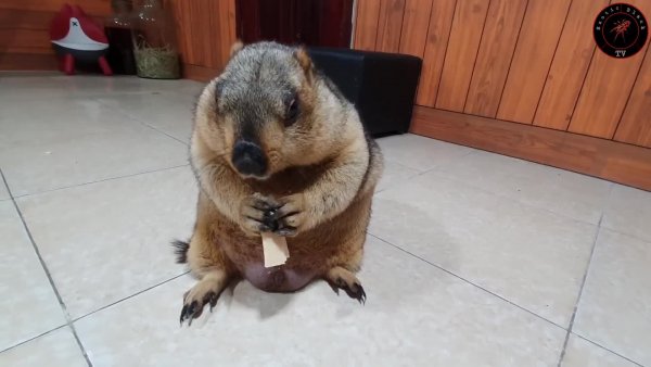 Marmot-gets-to-chew-sponge-cak-.mp4