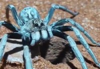 Паук Trapdoor spider