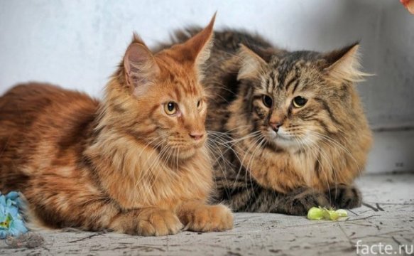 1480686752 siberian-cat-photo-8