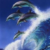 Dolphins-