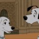 Dalmations-dog