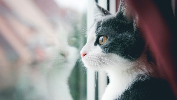 Cat-window-reflection 5120x2880