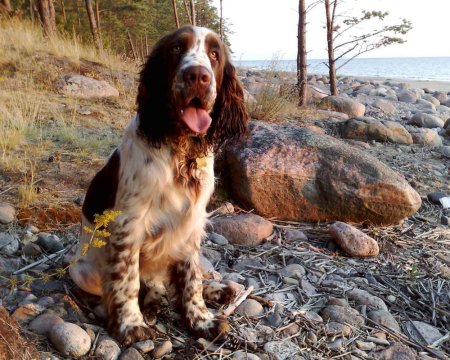 English-springer-spaniel