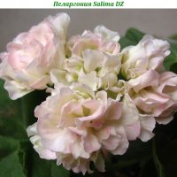 Пеларгония Salima DZ