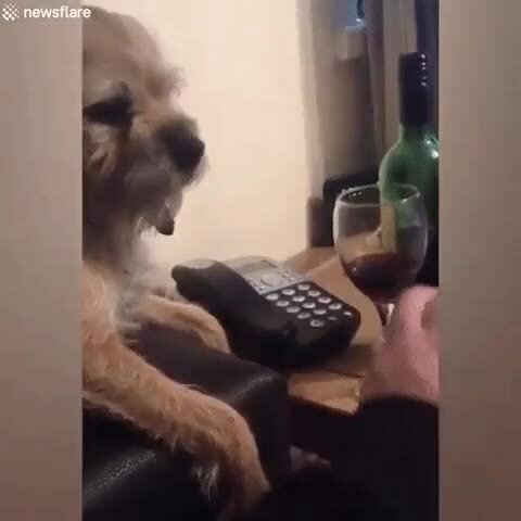 Dog.mp4