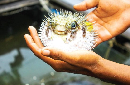 1fugu