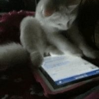 Котэ во Вконтакте