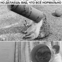 Всё нормально