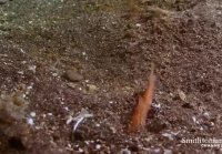 This Terrifying Worm Snatches Fish from the Ocean Floor