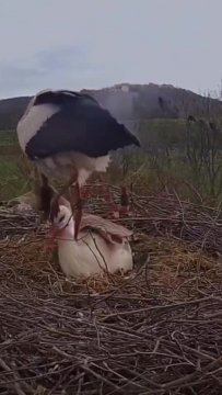 Аист принёс самке одеяло, чтобы она не мерзла во время высиж