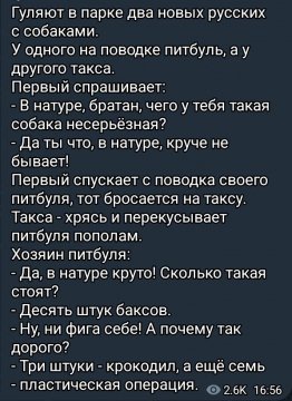 Питбуль и такса (16.01.2025)