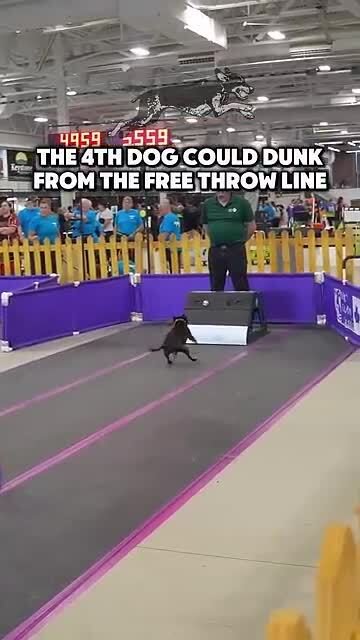 This dog can dunk