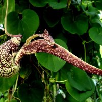 aristolochia-ringens