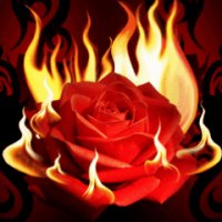 Rose in fire