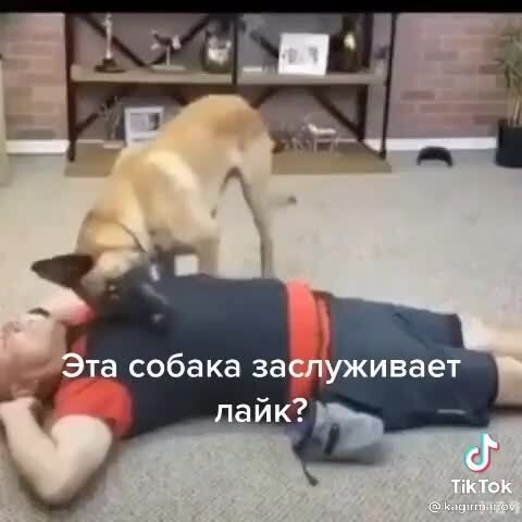 Собака_делает_искуственное_дыхание.mp4